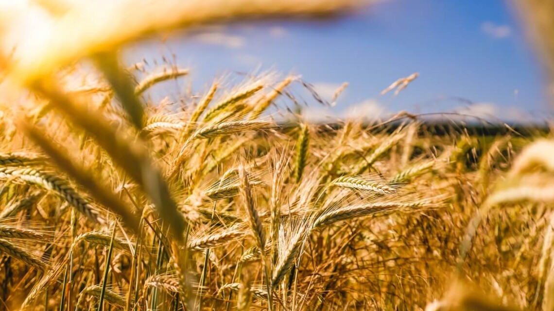 DMT kommentar vedr. klimaforhandlingerne på landbrugsområdet