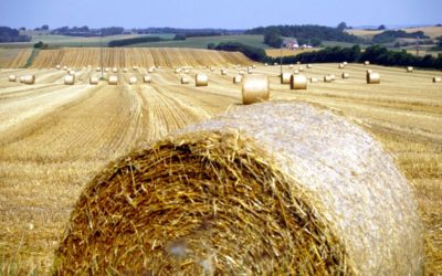 Program for møde i Partnerskab for Bæredygtig Bioraffinering den 29. august