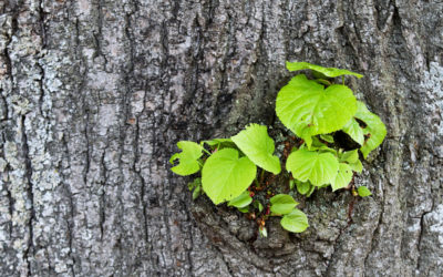 Møde i partnerskab for bæredygtig bioraffinering