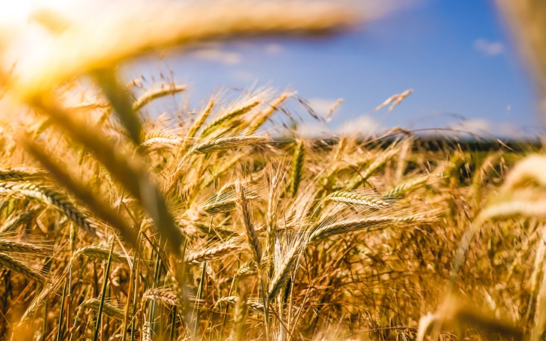 DMT kommentar vedr. klimaforhandlingerne på landbrugsområdet