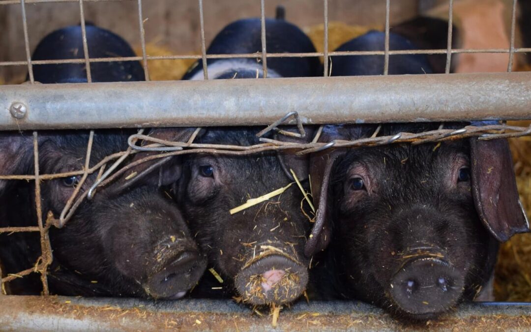 Folketingsspørgsmål om reduktion af ammoniak nu besvaret