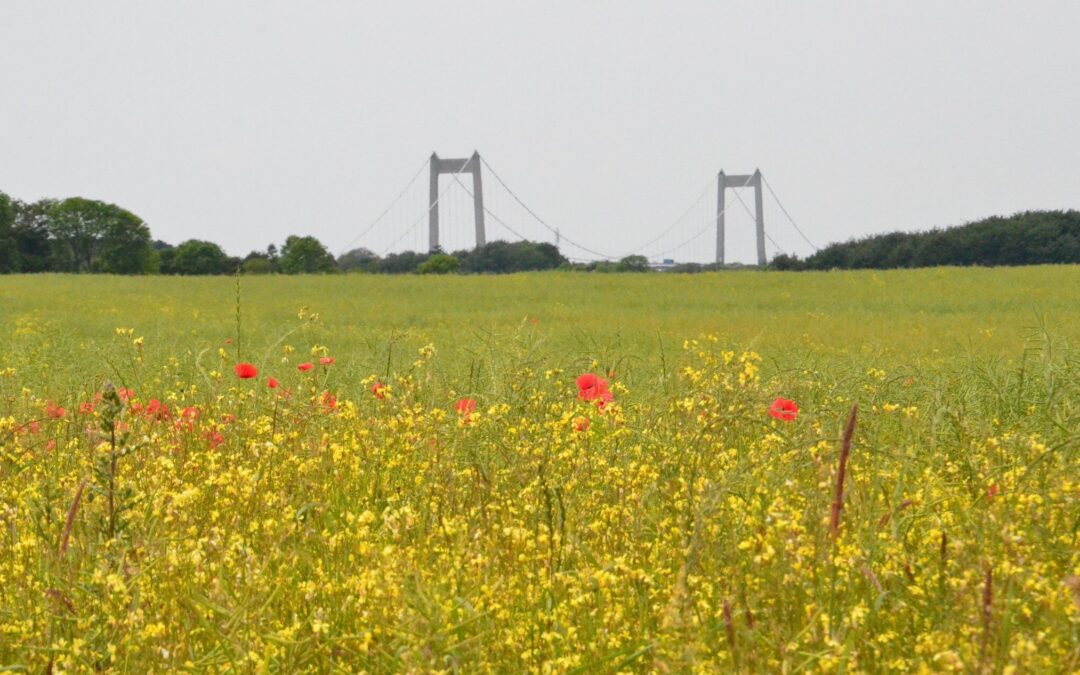 Finanslov og Grøn Fond