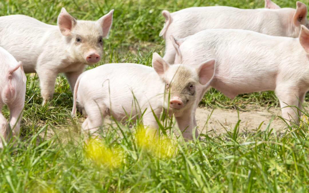 Altinget: Miljøbranchen langer hårdt ud efter regeringens ammoniak-udvalg